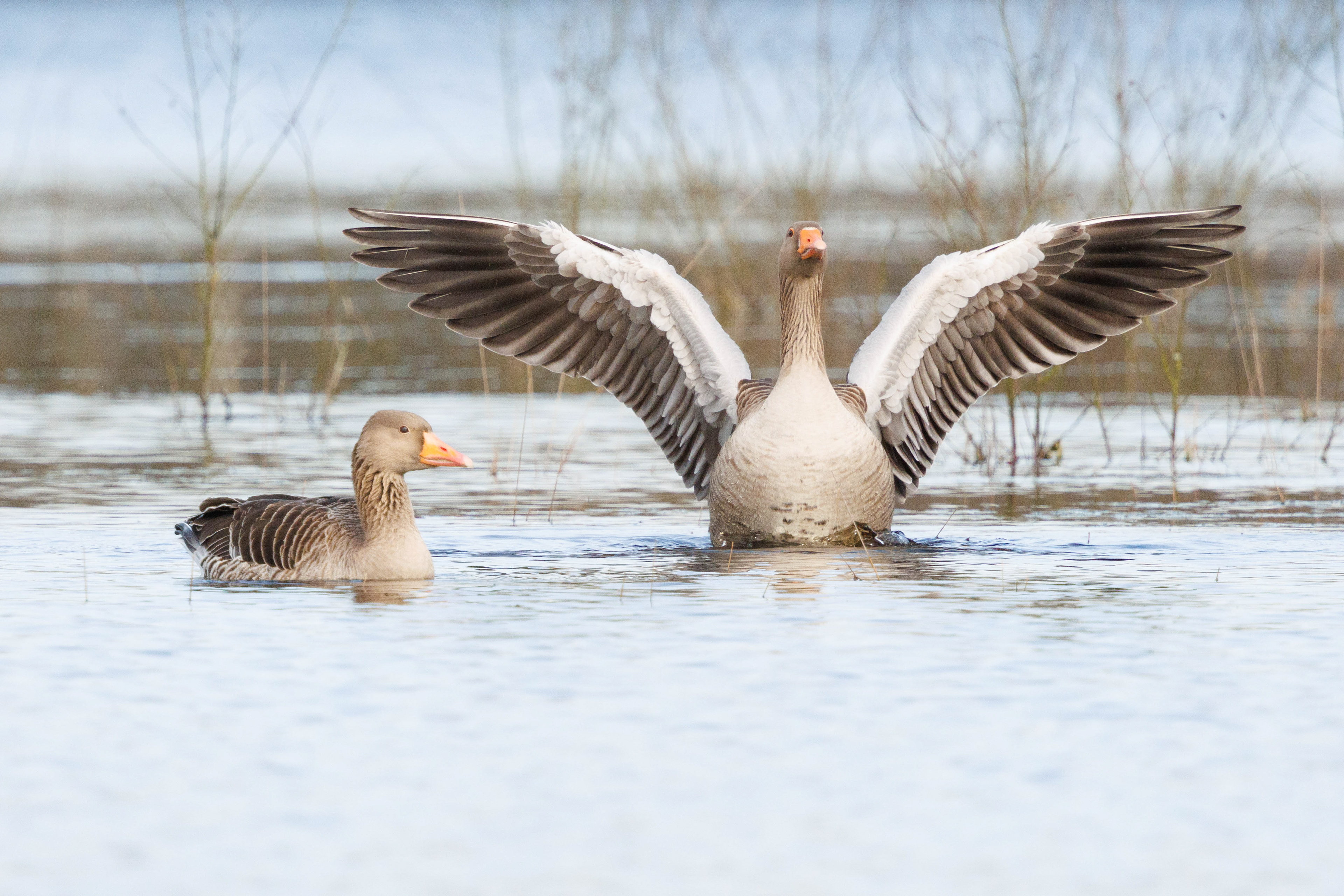 Grauwe Gans
