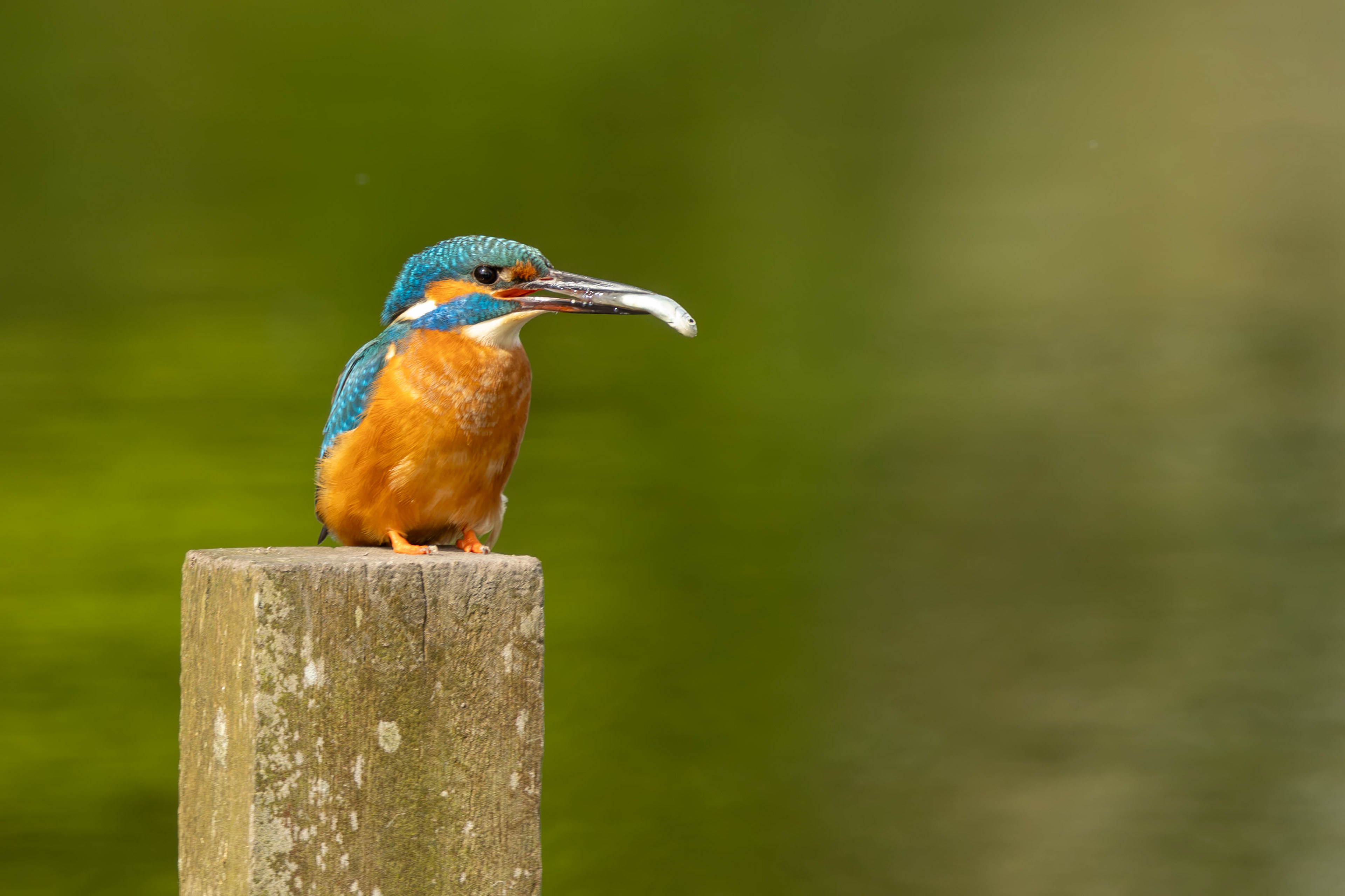 IJsvogel