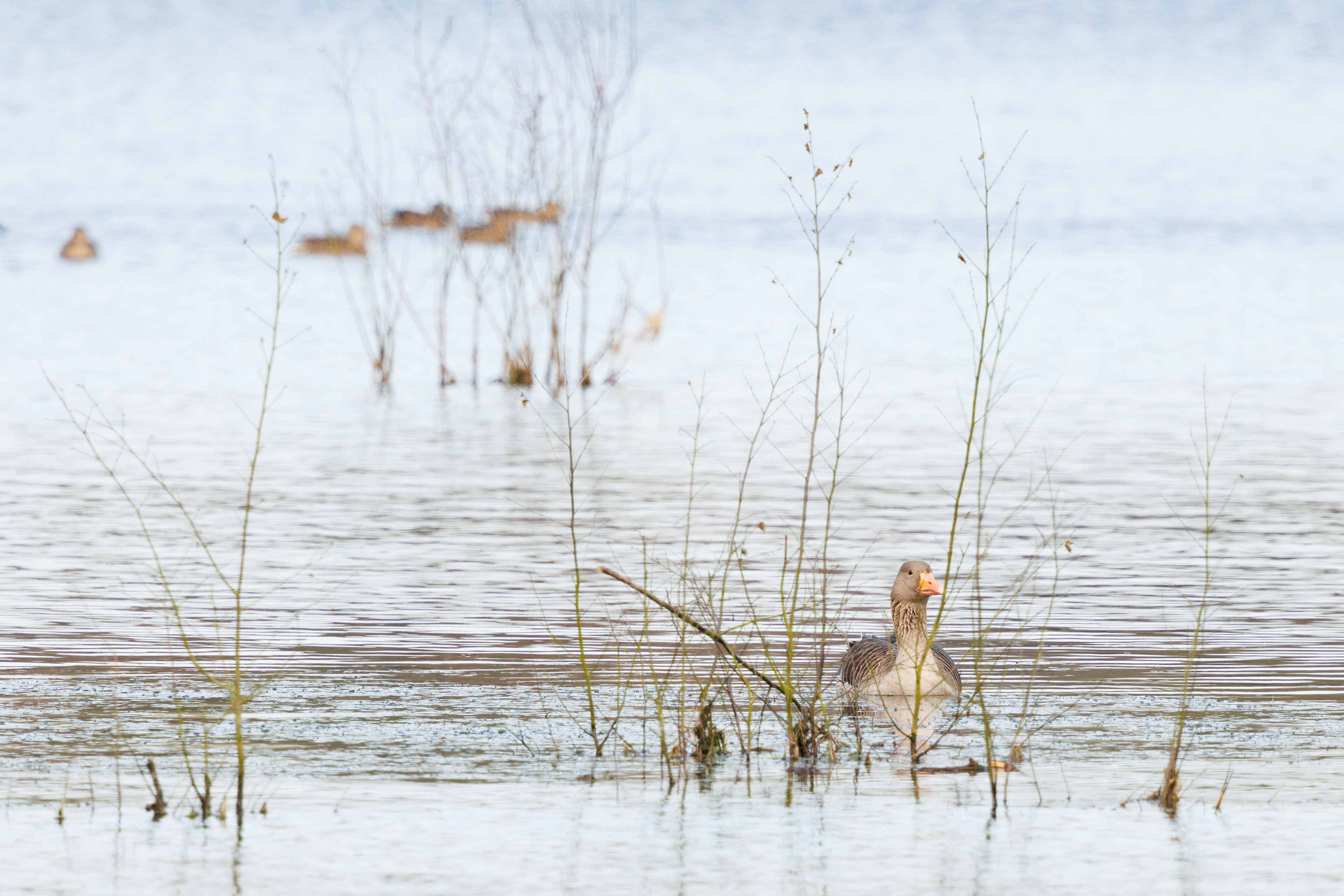 Grauwe Gans