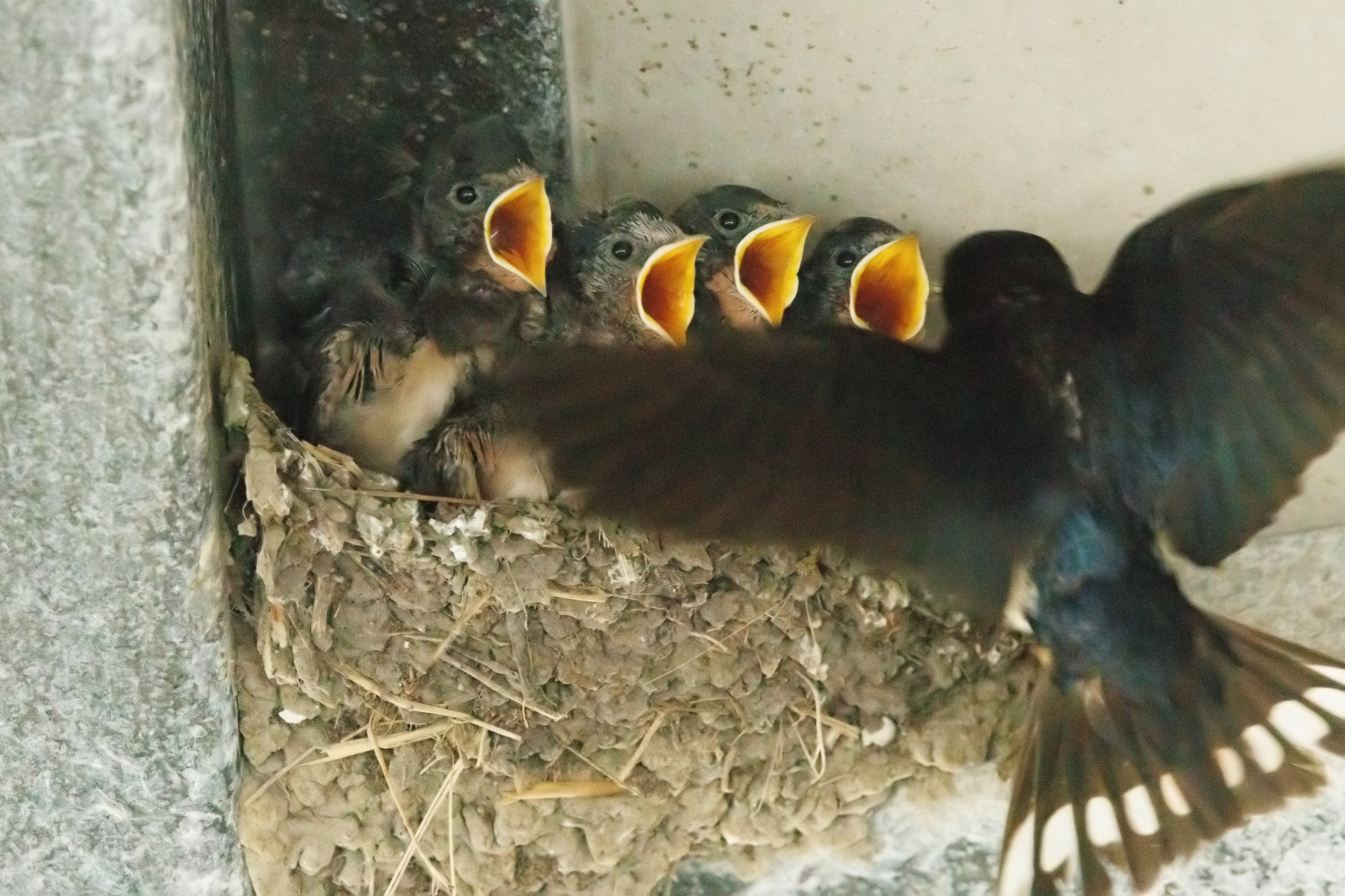 Boerenzwaluw nest met jongen