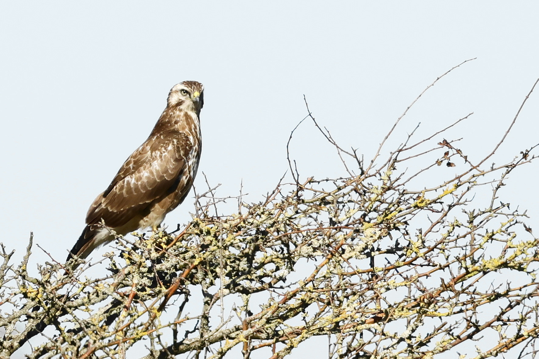 Buizerd