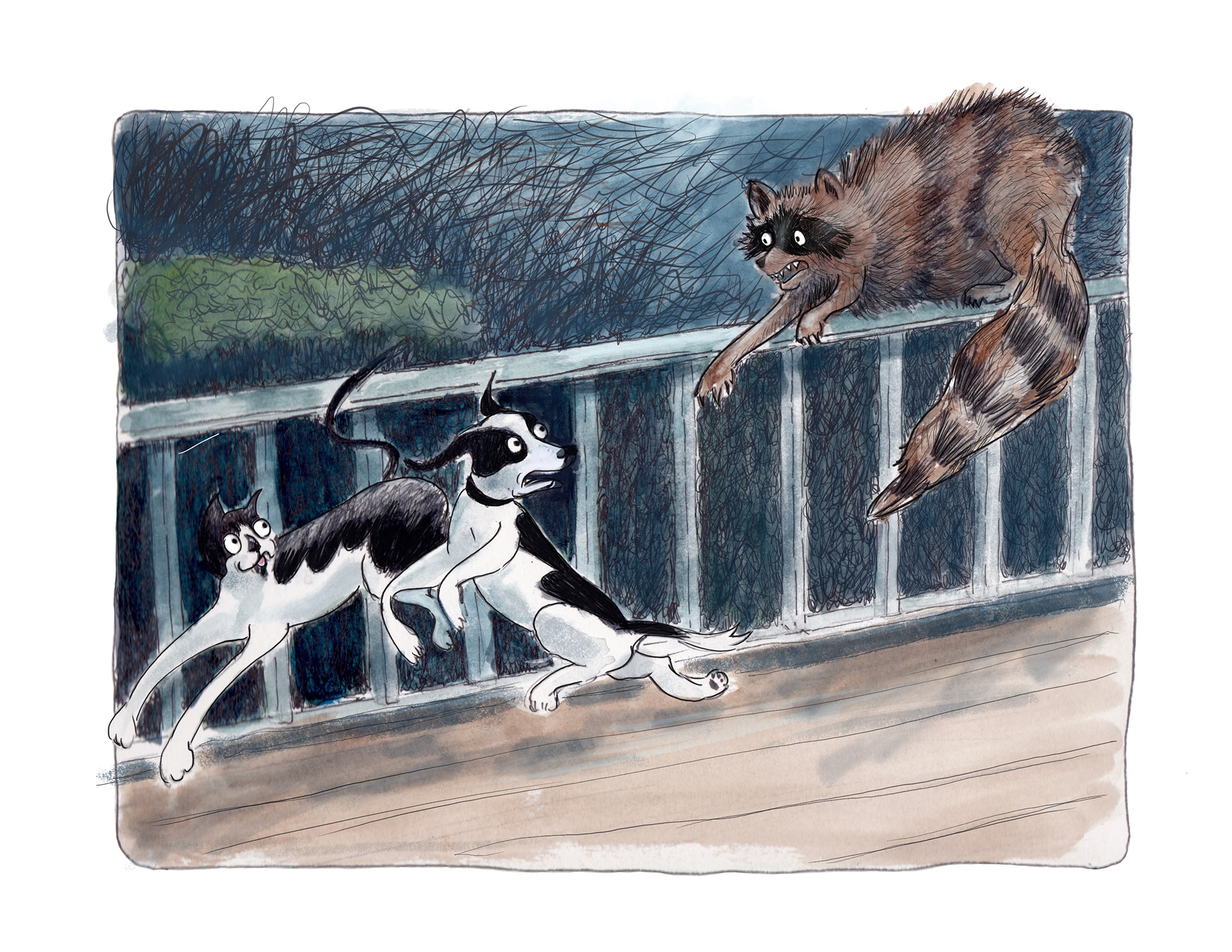 Racing from the raccoon!