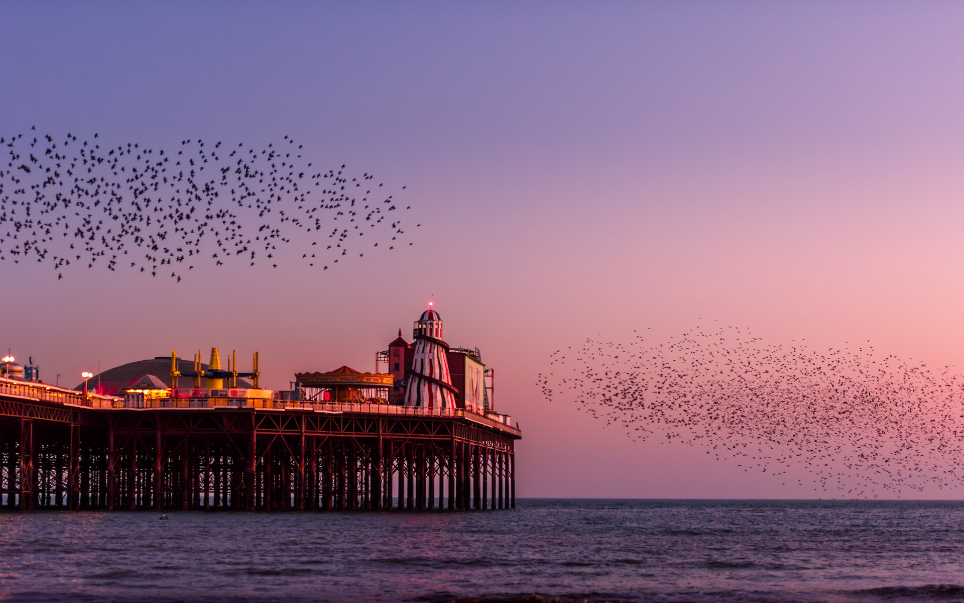 Starling Murmuration, Brighton, England