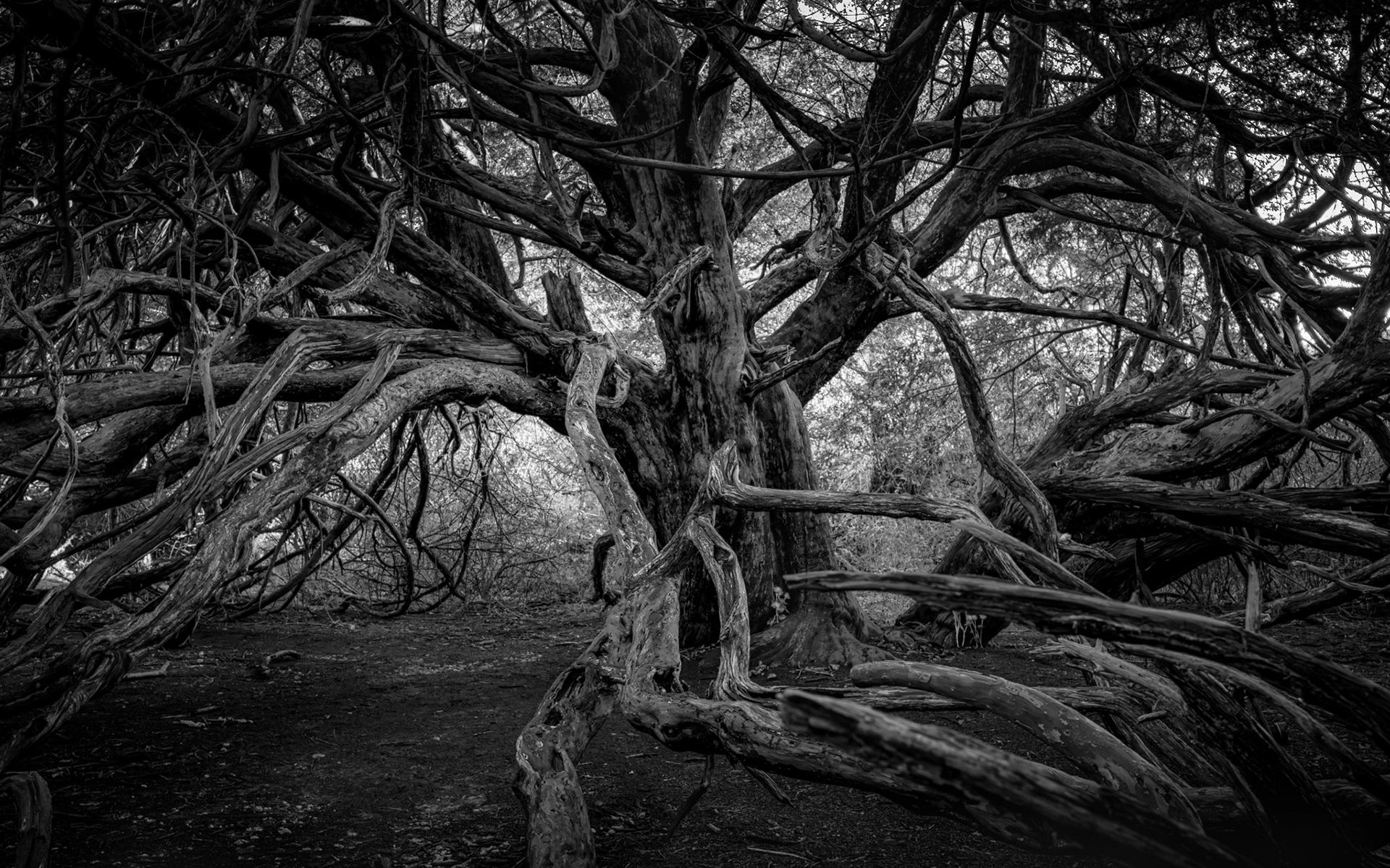 Ancient Yew, Kingley Vale, England