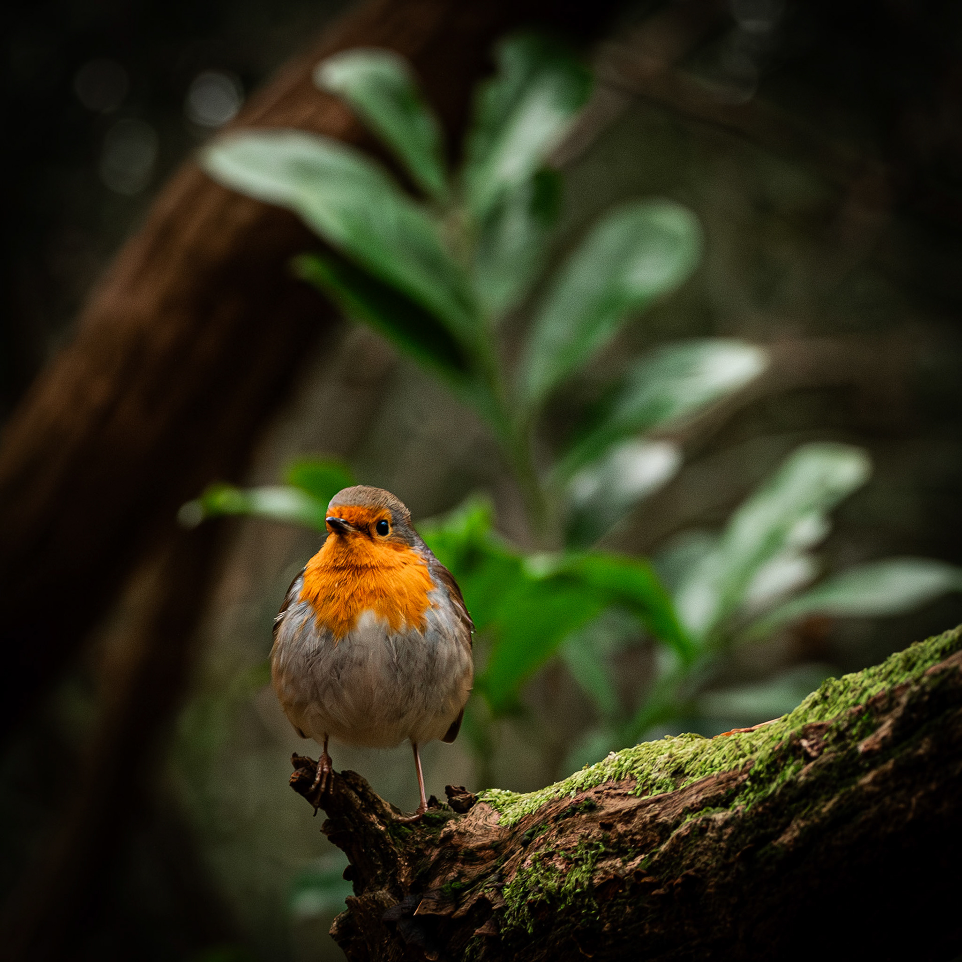Robin, Slindon, England