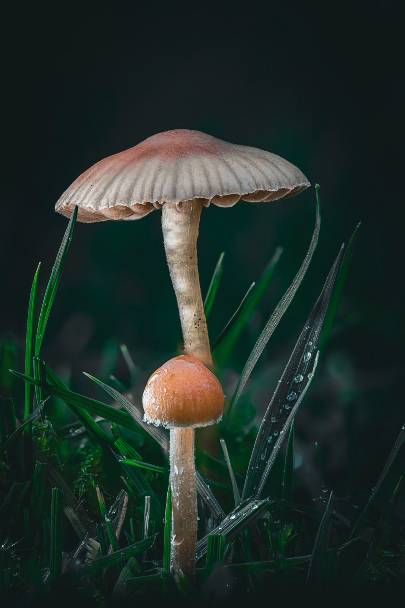 Mushrooms