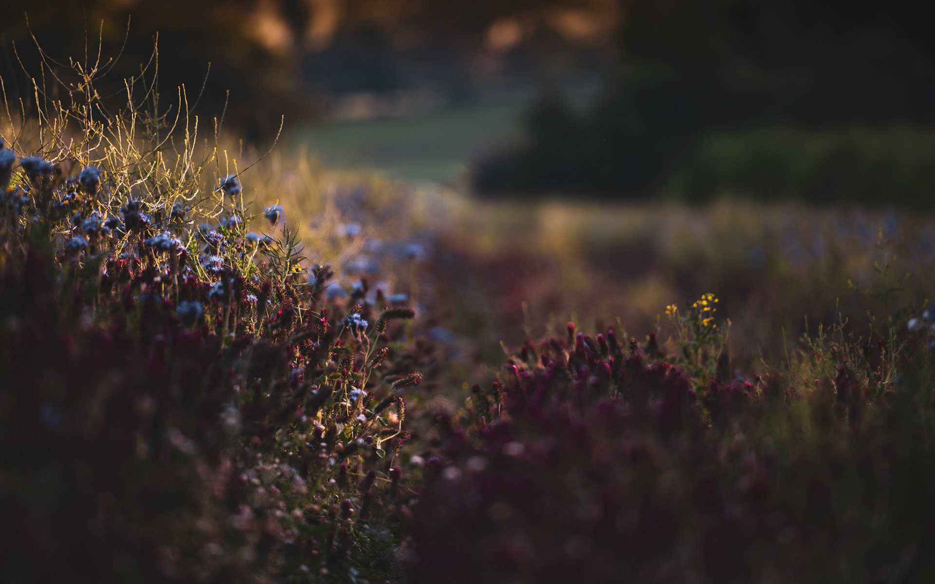 Heather at Dawn, Slindon, England