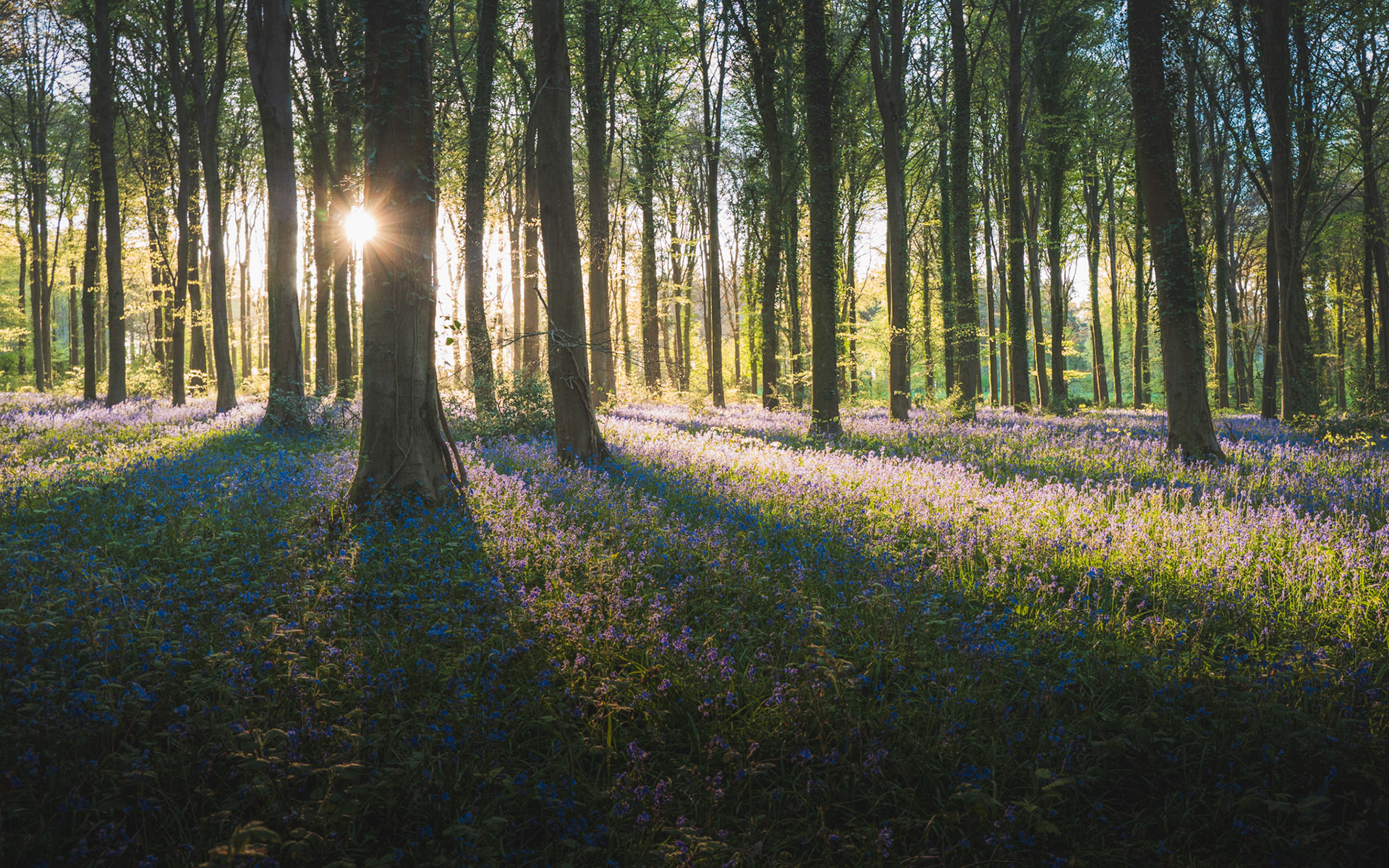 Bluebells, Angmering Park Estate, England