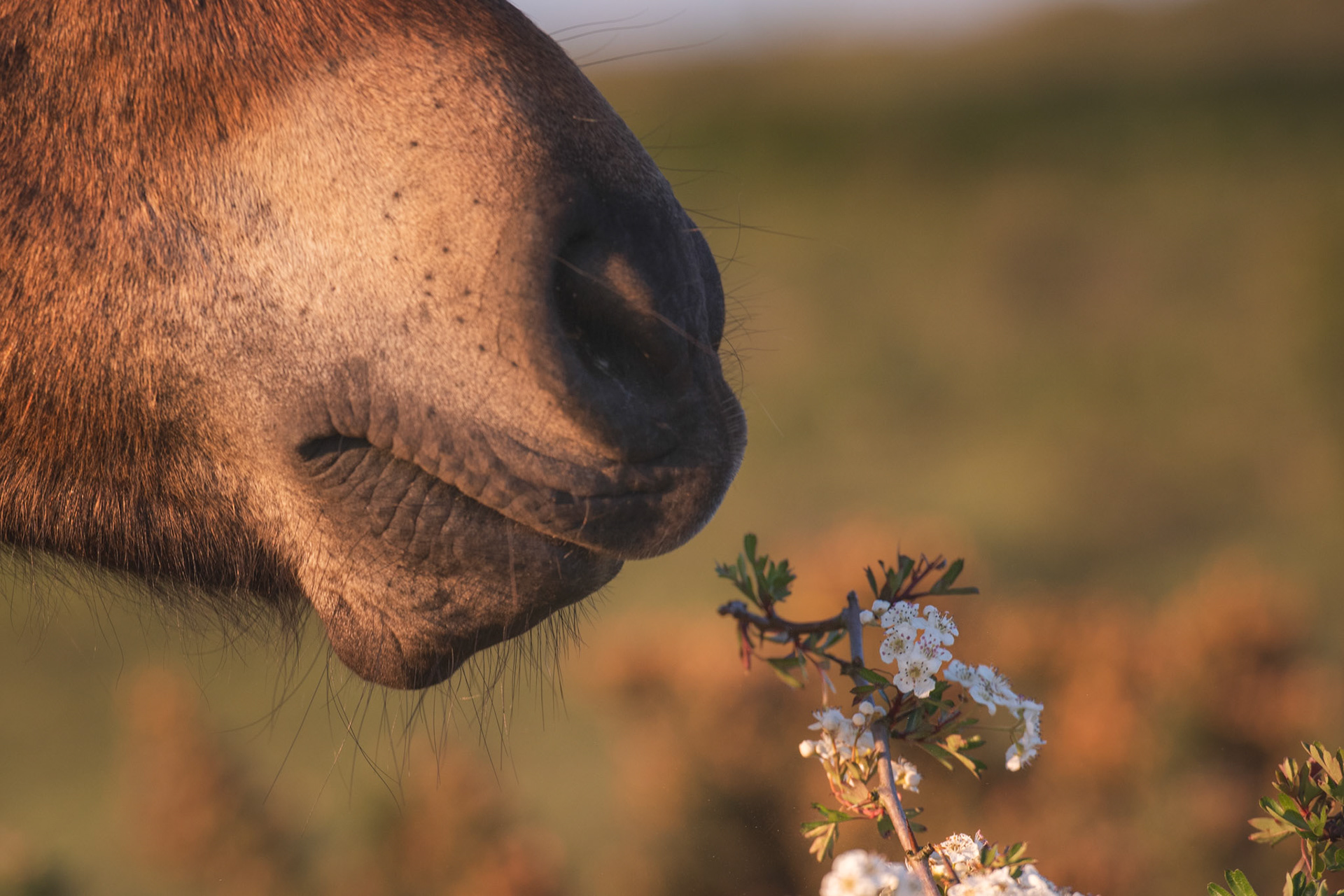 Wild Horse, Cissbury Ring, England