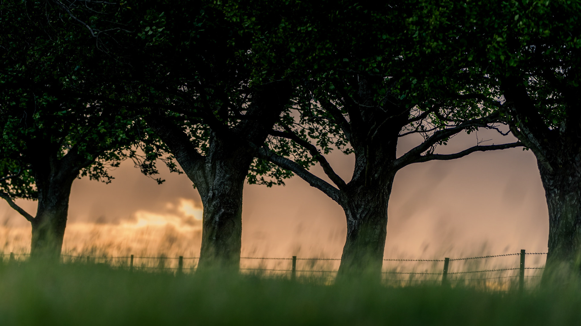 Tree Line, Fulking, England