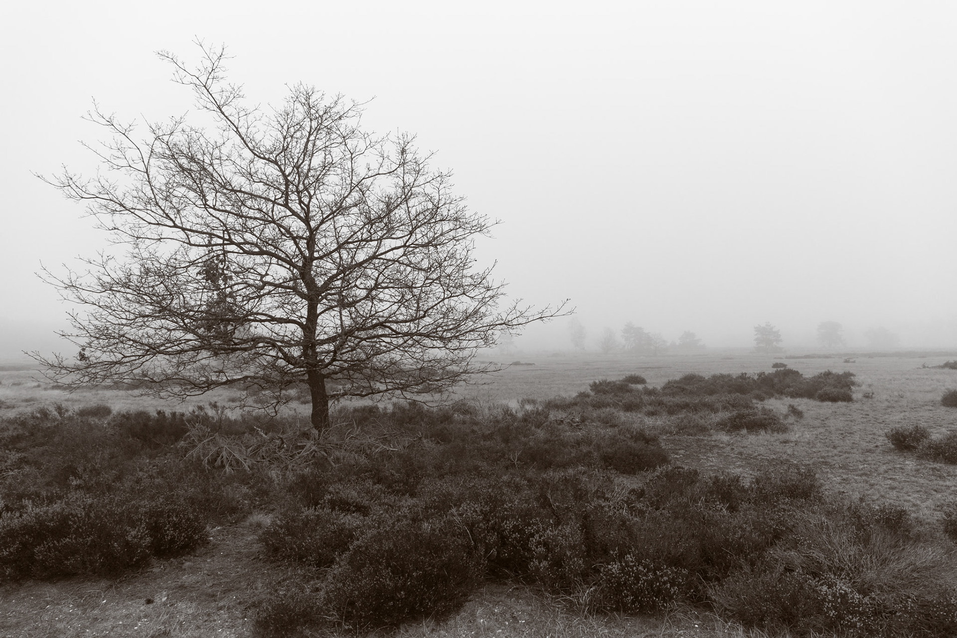 Radio Kootwijk Landscape