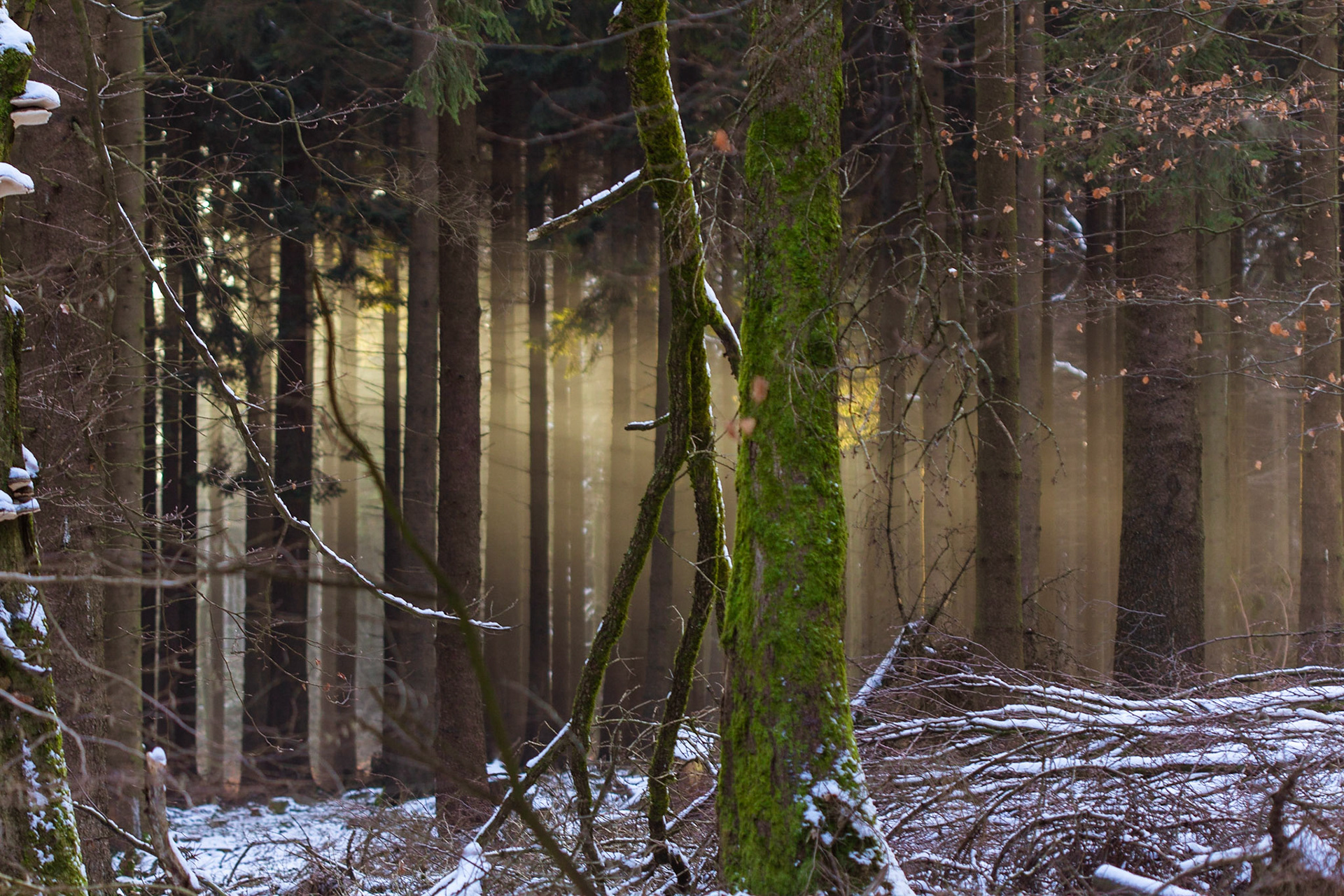 Winter Forest near Hohlestein