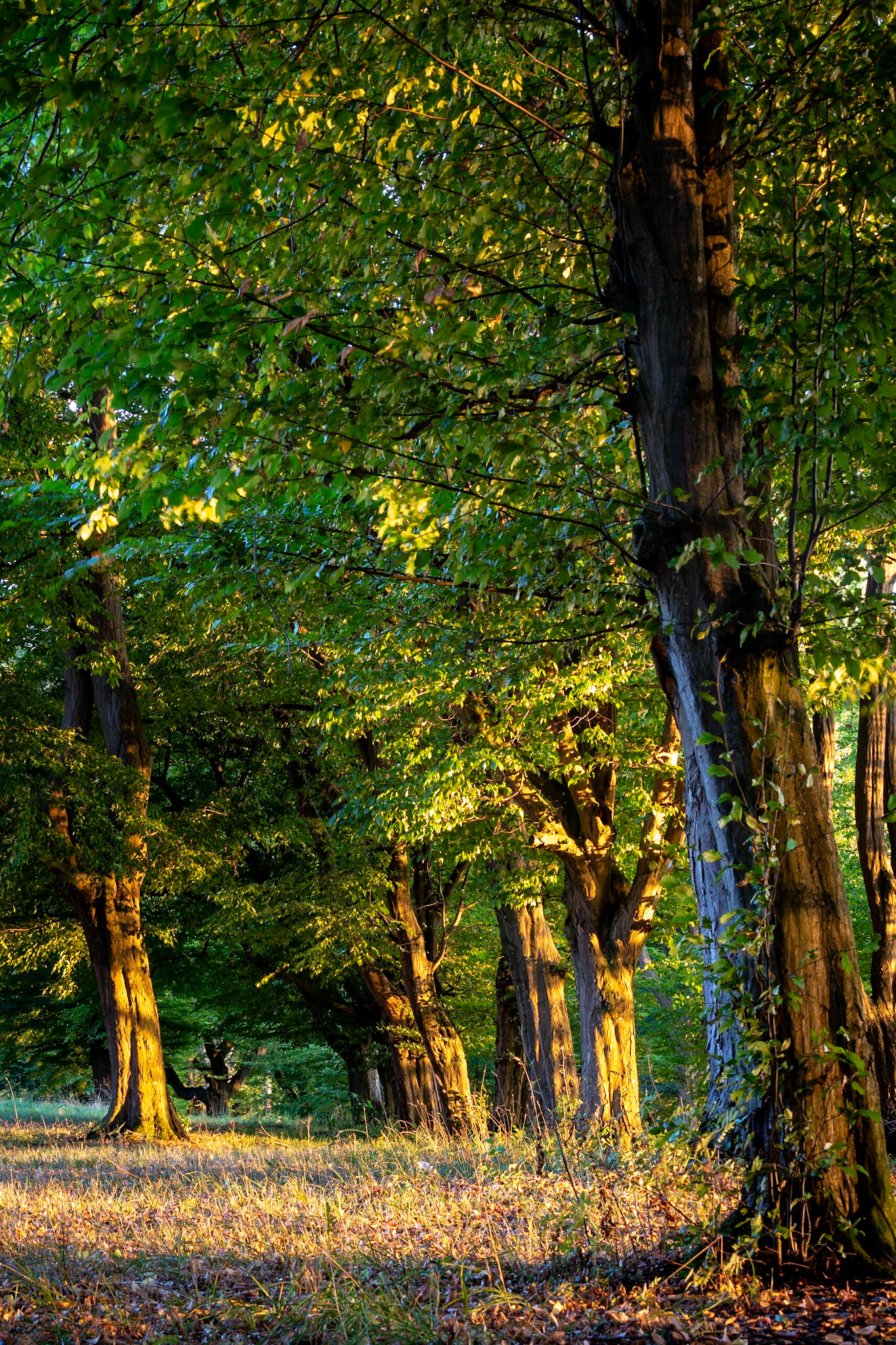 Near Dalheim Monastery