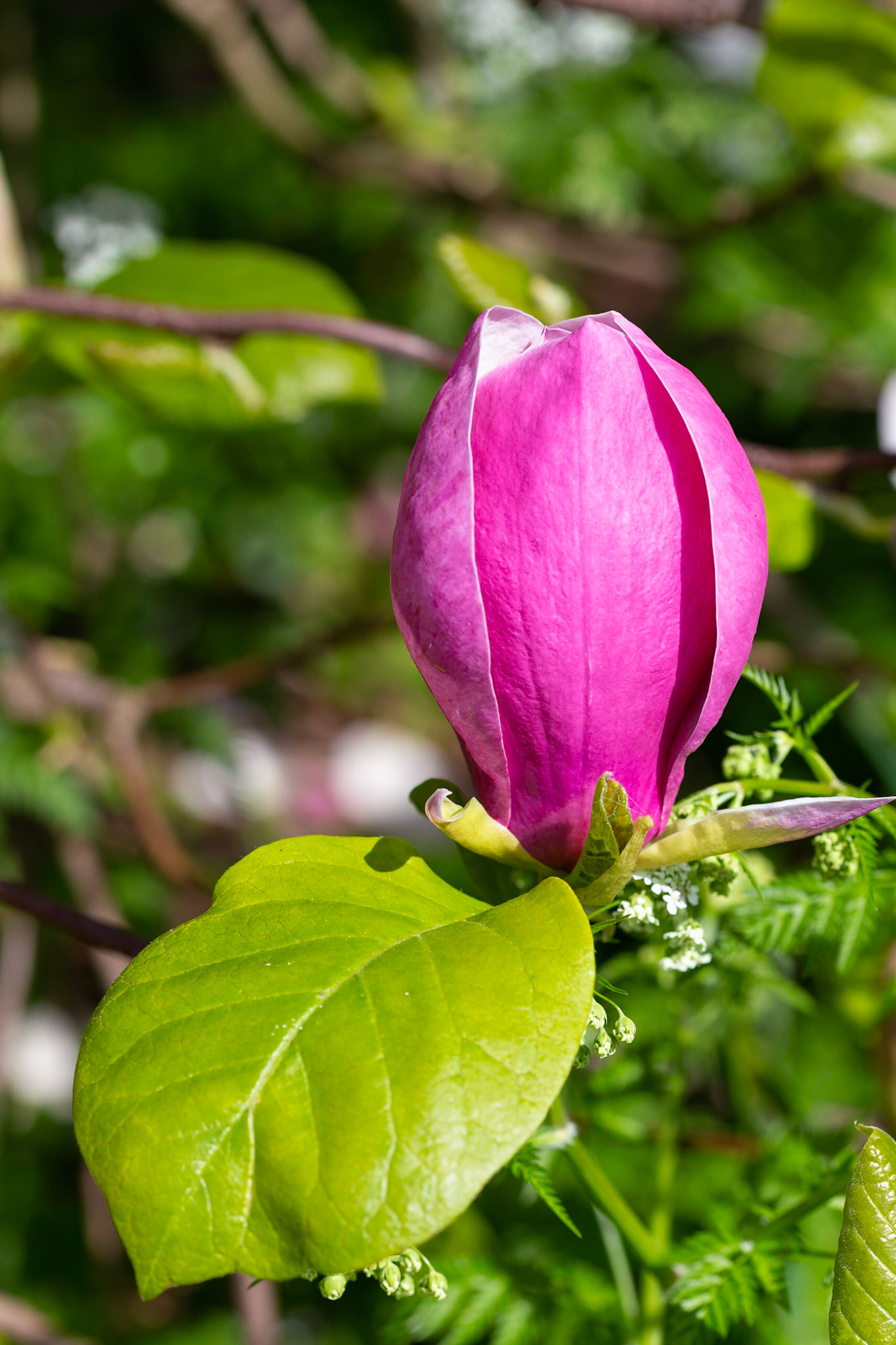 Garden of Kasteel Amerongen