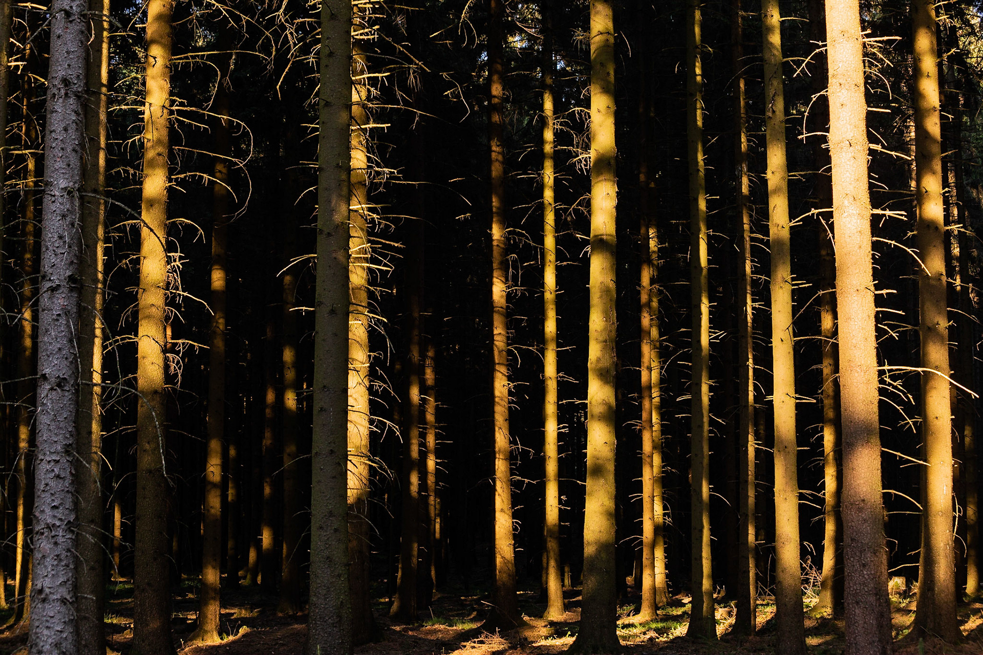 Late Afternoon in the Forest