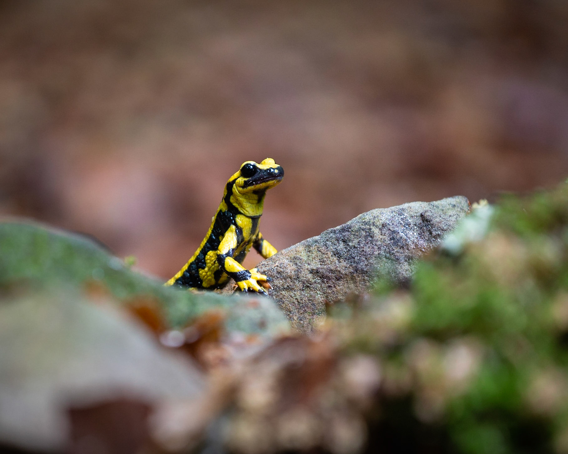 Fire salamander