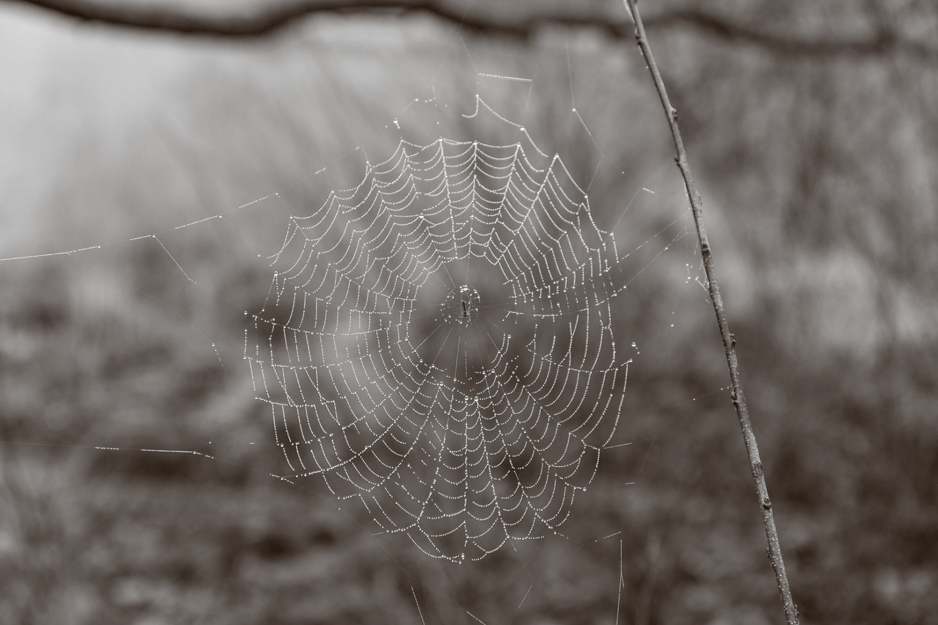 Spider Web