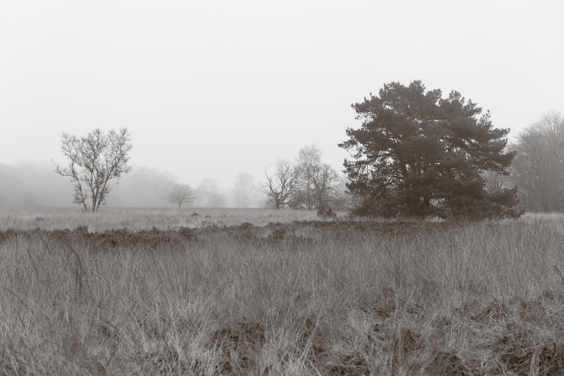 Radio Kootwijk Landscape