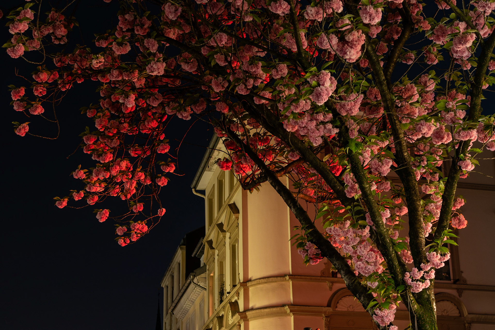 Cherry Tree in Heerstraße, Bonn