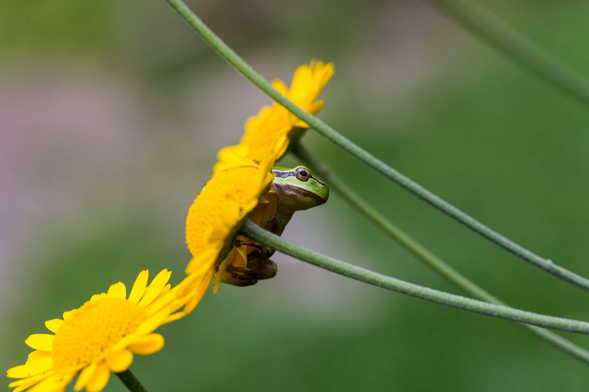 European Tree Frog