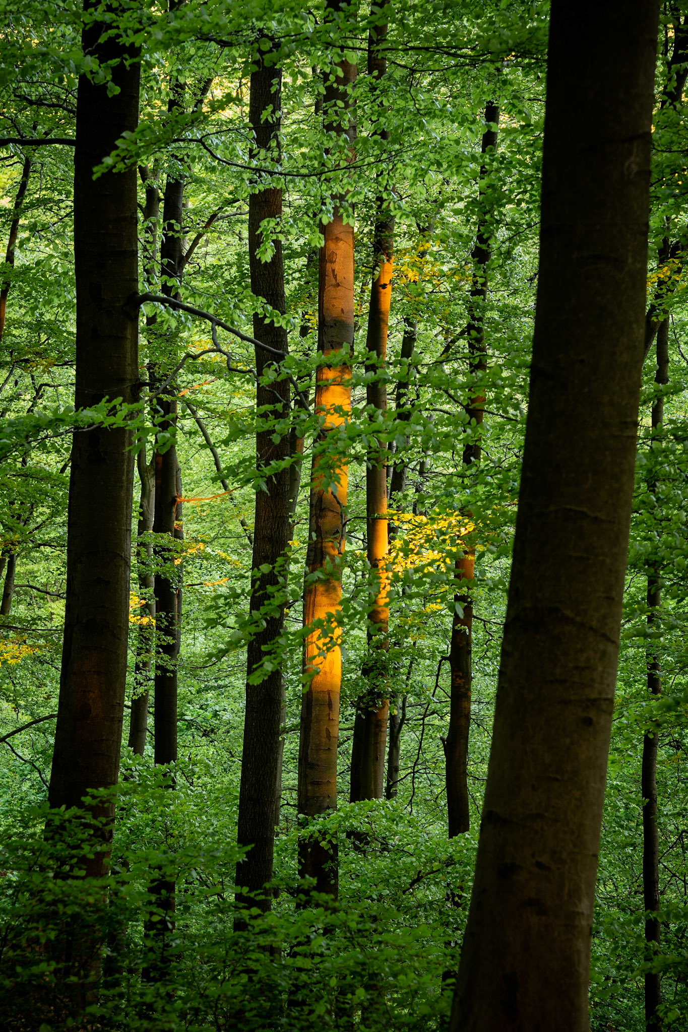 Forest at Sunset