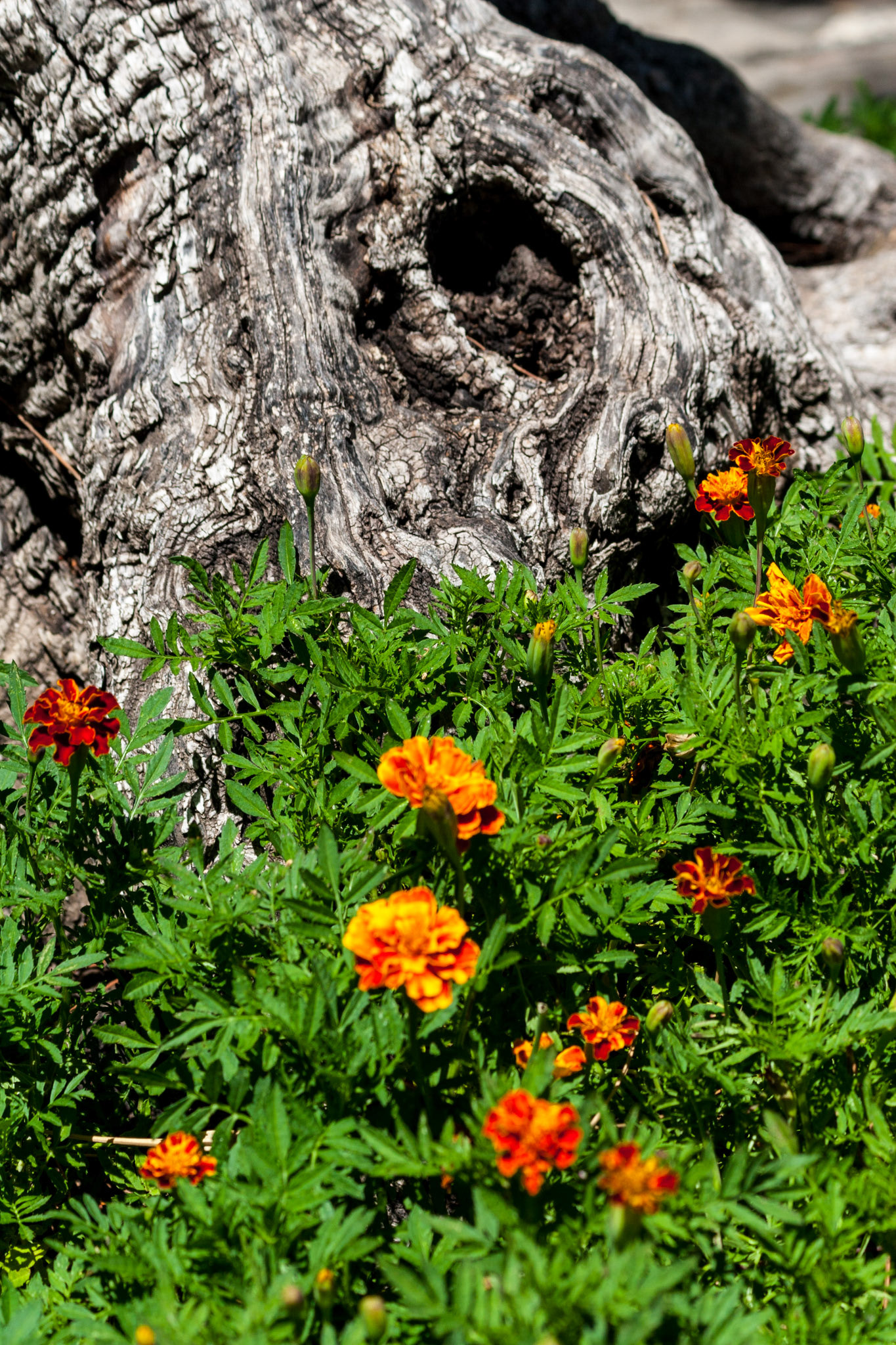 Flowers and Tree