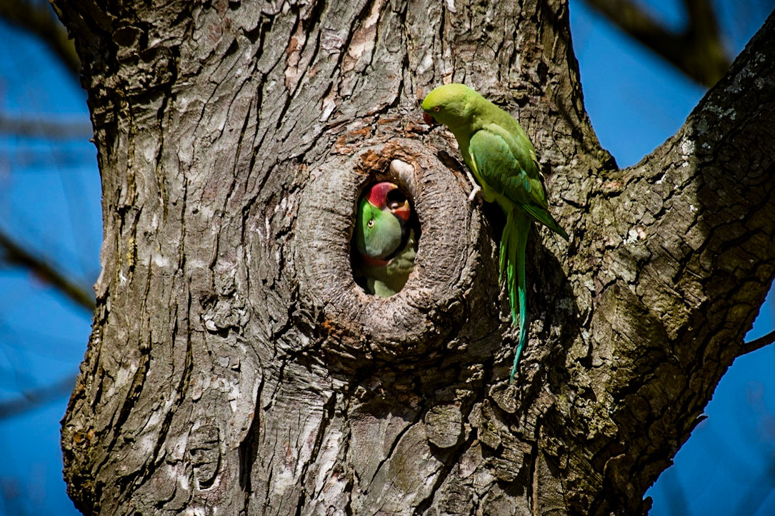 Photo by Rien Janssen (www.rienjanssen.com)