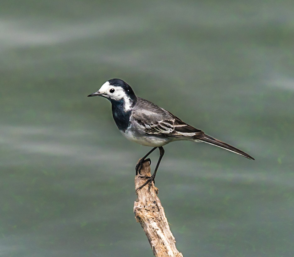 Photo by Rien Janssen (www.rienjanssen.com)