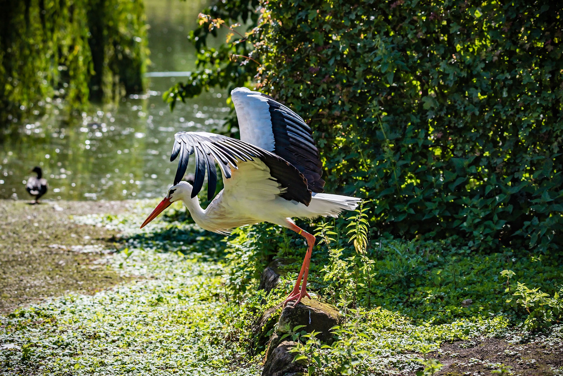 Photo by Rien Janssen (www.rienjanssen.com)