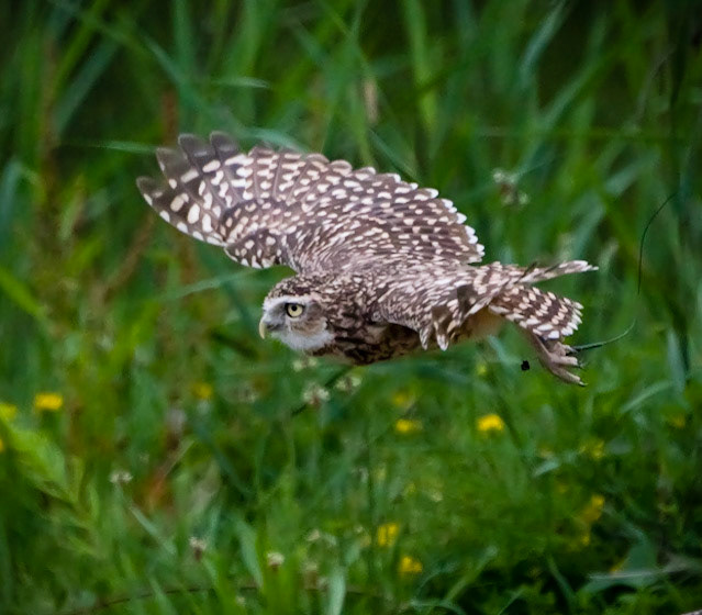 Photo by Rien Janssen (www.rienjanssen.com)