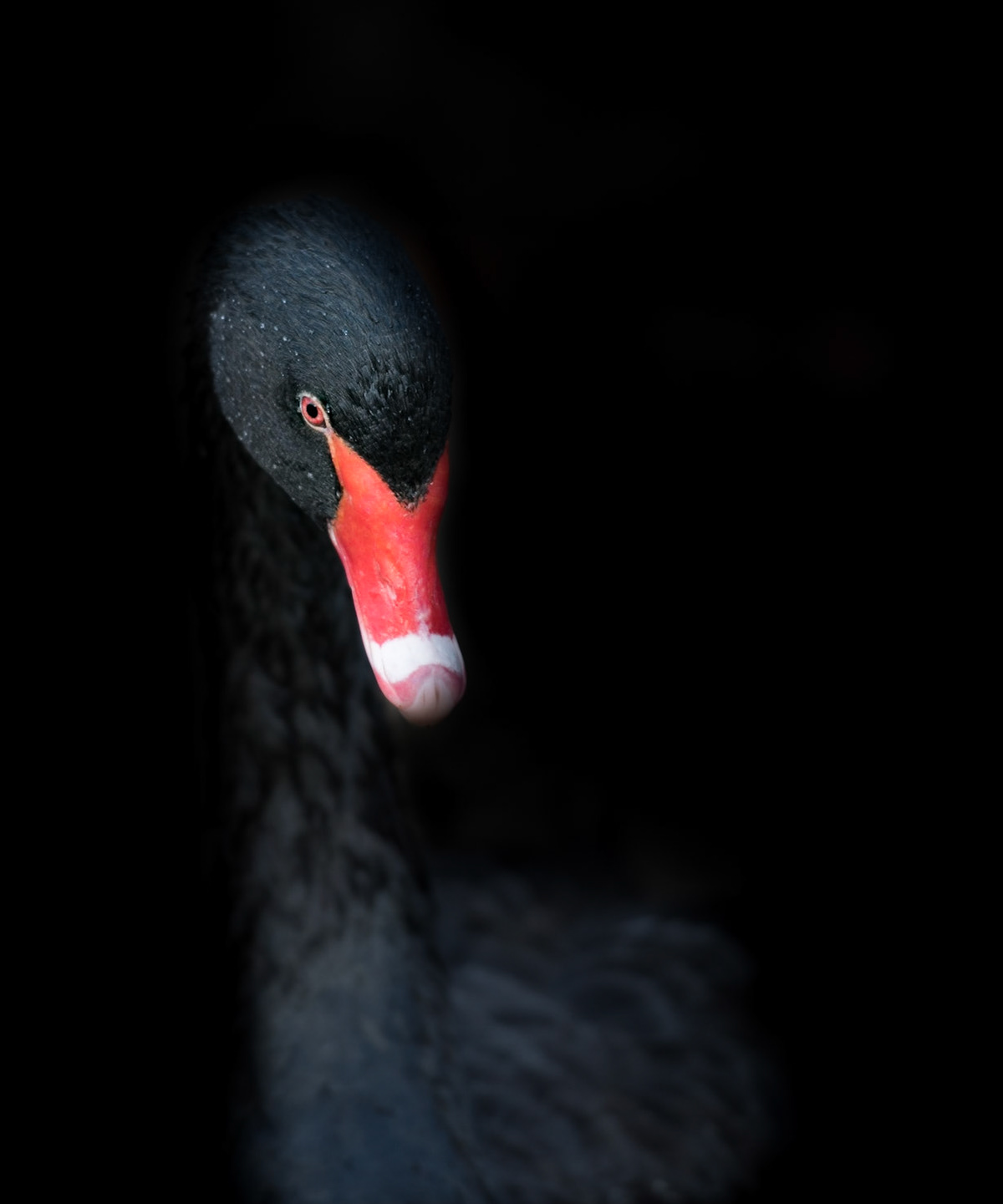 Photo by Rien Janssen (www.rienjanssen.com)
