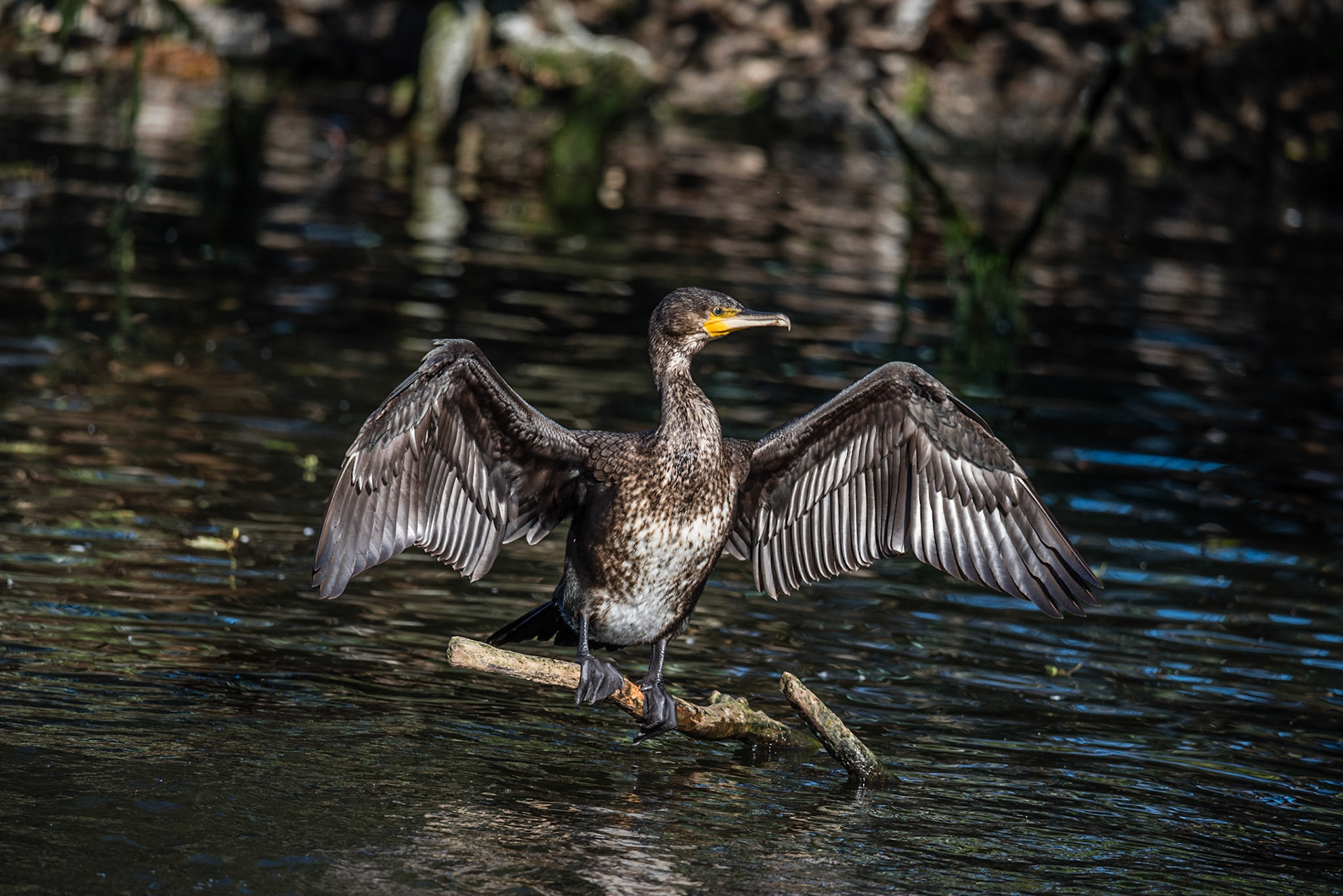 Photo by Rien Janssen (www.rienjanssen.com)