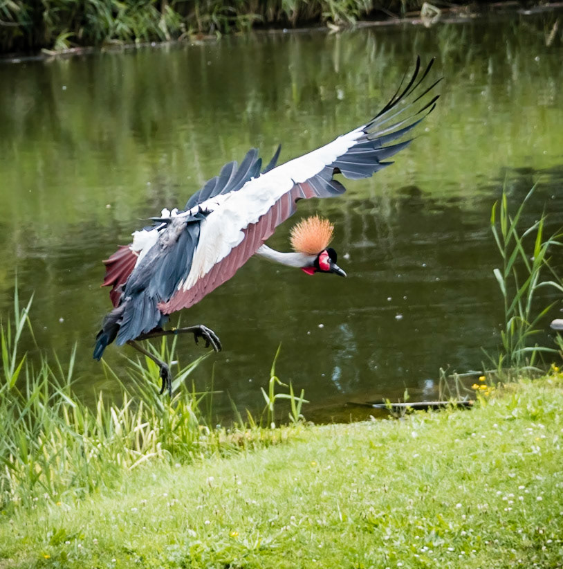 west african crowned crane or Balearica pavonina