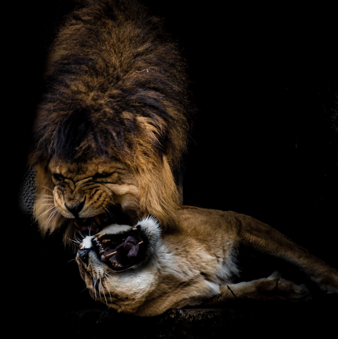 Photo by Rien Janssen (www.rienjanssen.com)