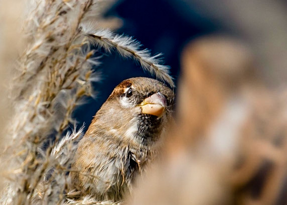 Photo by Rien Janssen (www.rienjanssen.com)