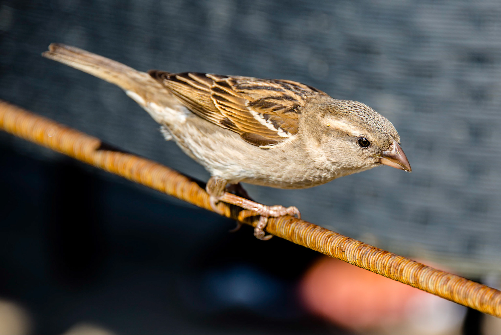 Photo by Rien Janssen (www.rienjanssen.com)