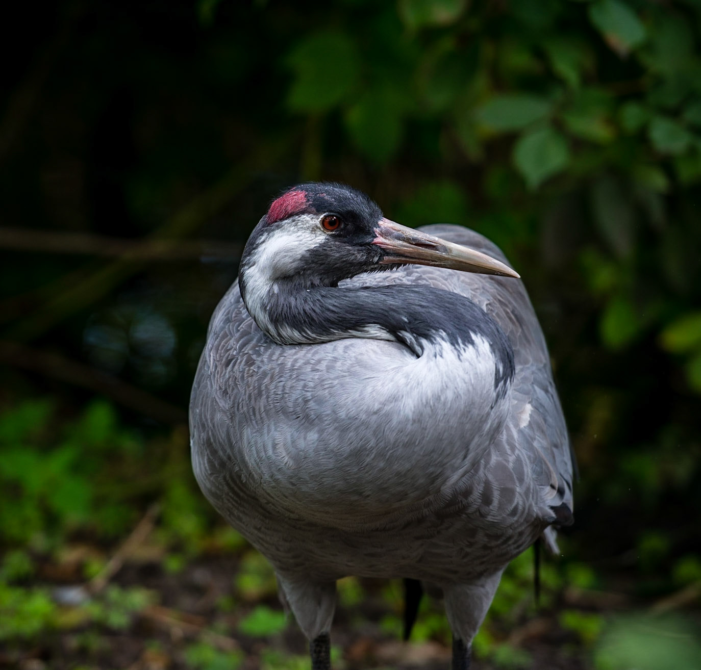 Great blue heron or Ardea herodias sitting with a folden neck and a red spot on the head against green leafs