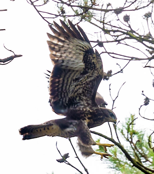 Photo by Rien Janssen (www.rienjanssen.com)