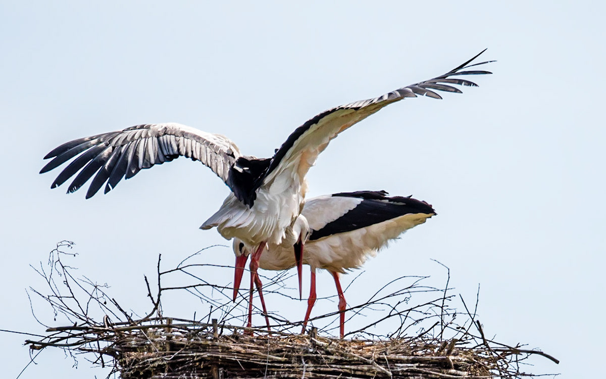 Photo by Rien Janssen (www.rienjanssen.com)