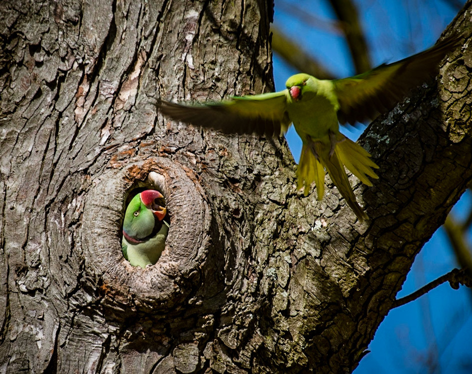Photo by Rien Janssen (www.rienjanssen.com)