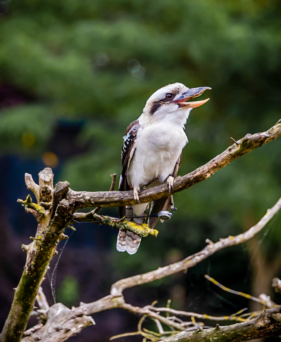 Photo by Rien Janssen (www.rienjanssen.com)