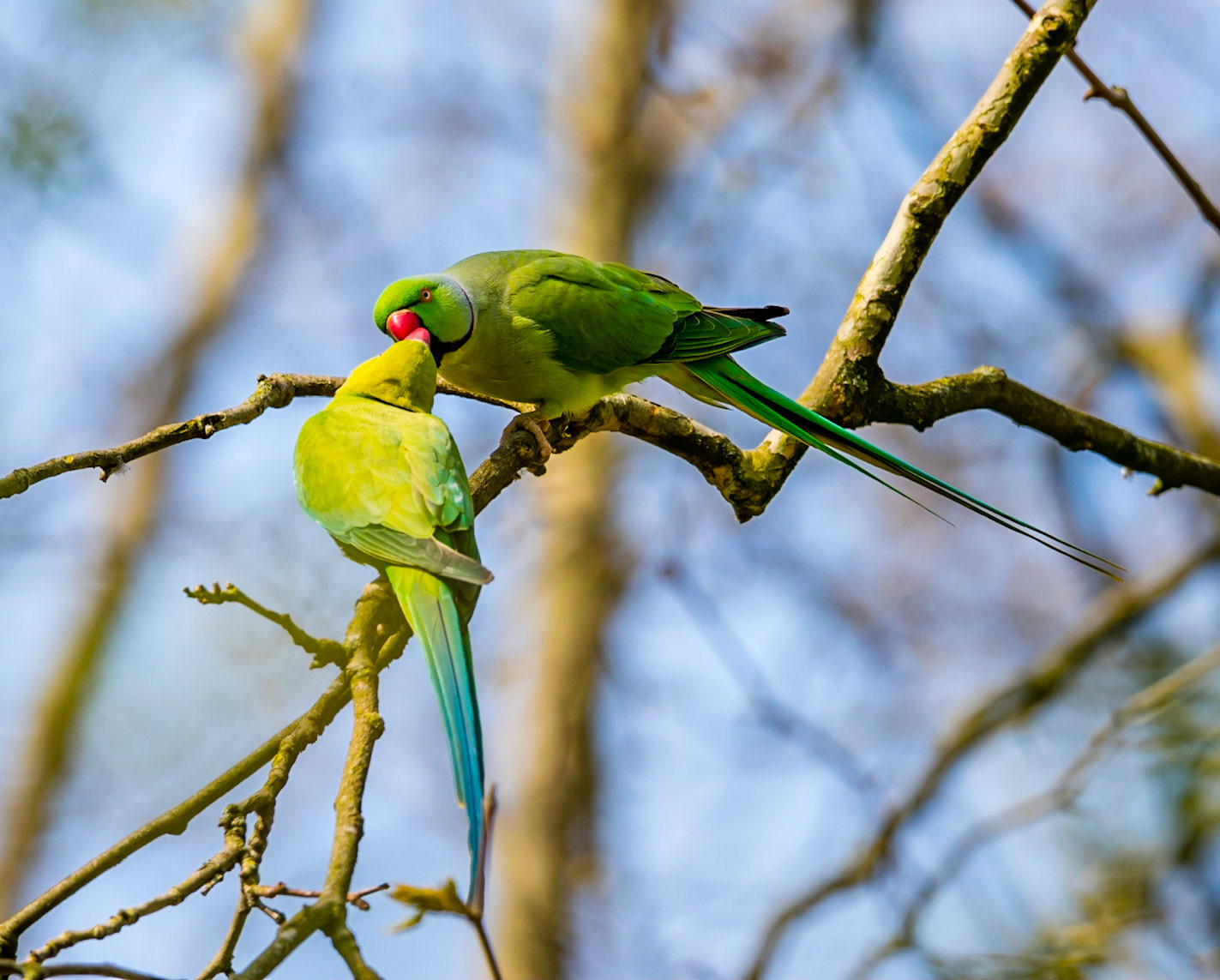 Photo by Rien Janssen (www.rienjanssen.com)