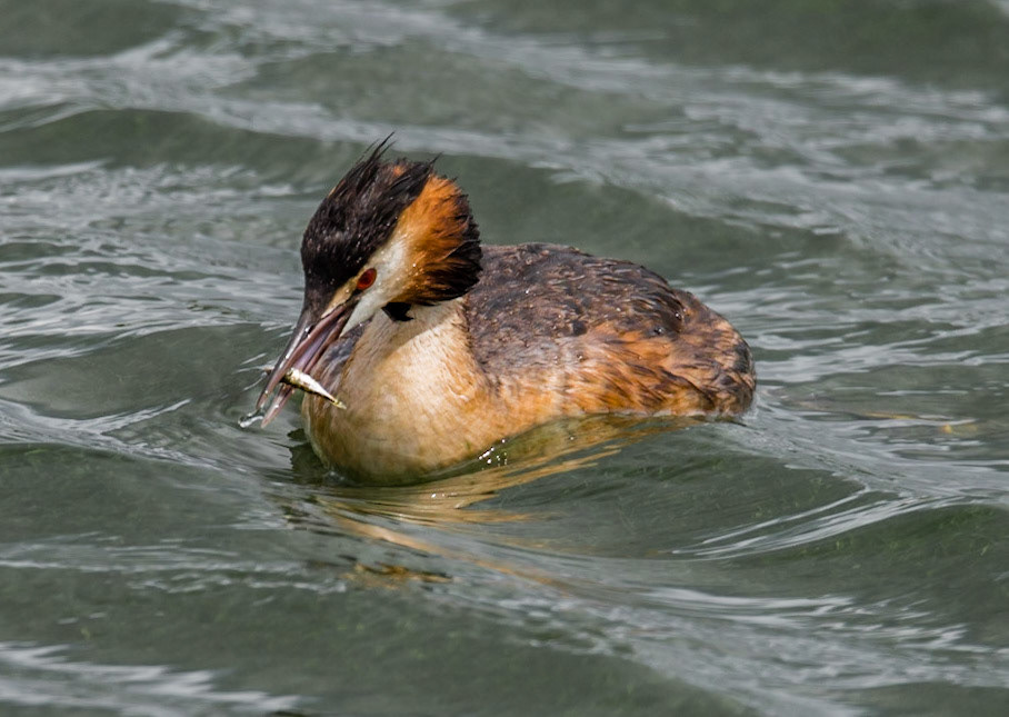 Photo by Rien Janssen (www.rienjanssen.com)