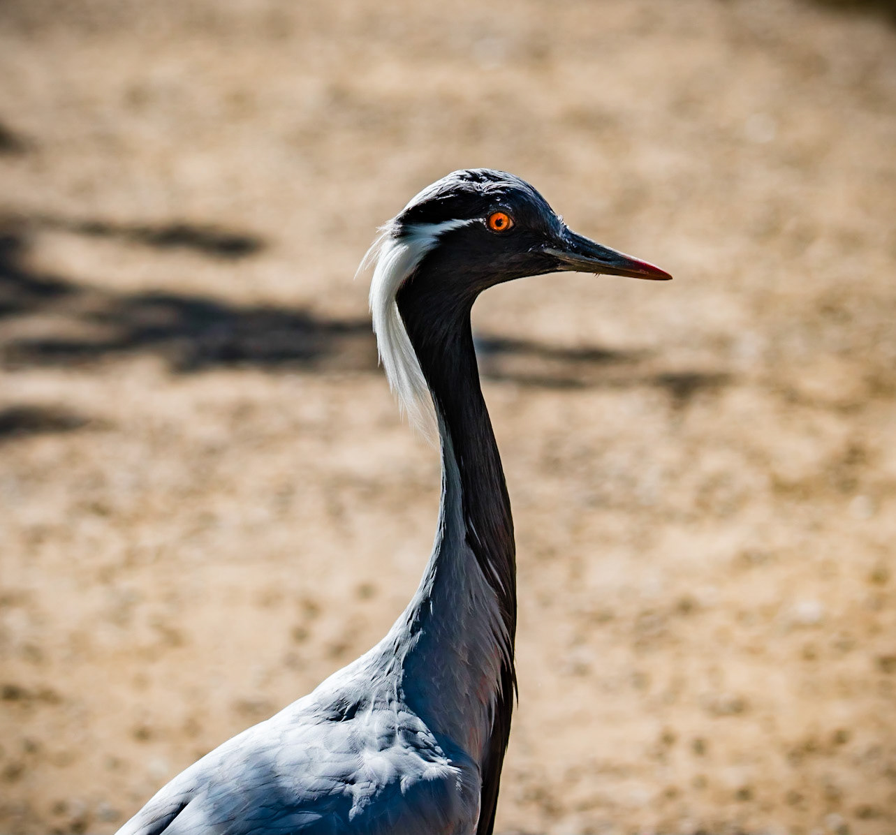 Photo by Rien Janssen (www.rienjanssen.com)