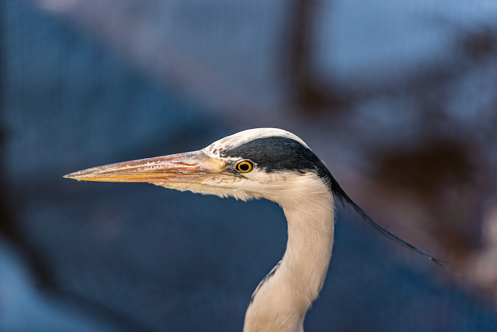 Close up portrait of a Great blue heron  or Ardea herodias against blue background with sharp feathers and a sharp eye