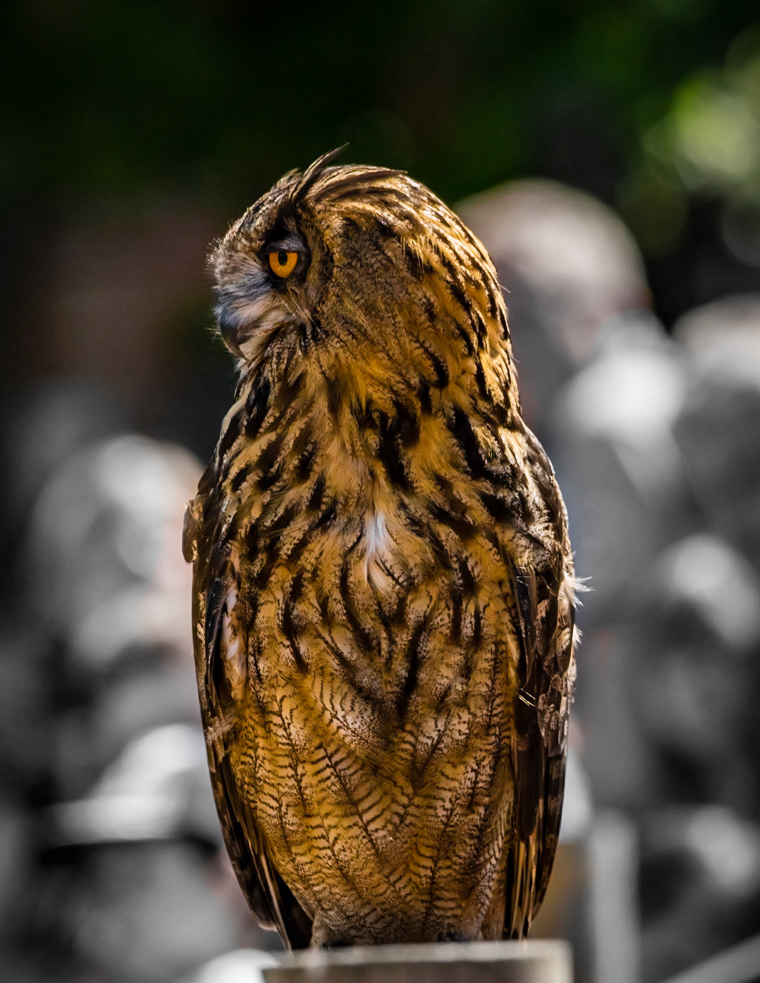 Photo by Rien Janssen (www.rienjanssen.com)