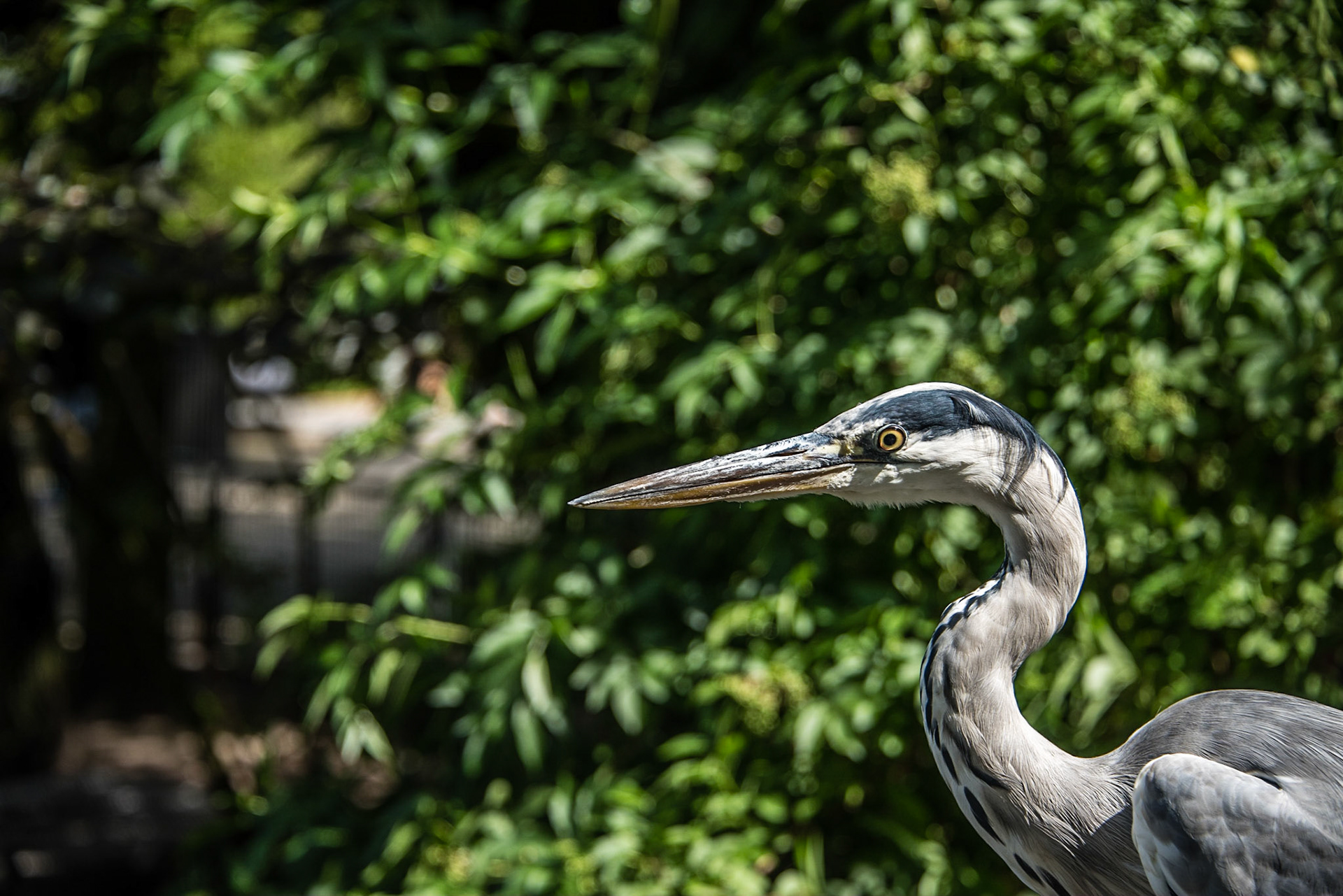 portrait of a Great blue heron  or Ardea herodias on a sunny day with the shade of the feathers over her head