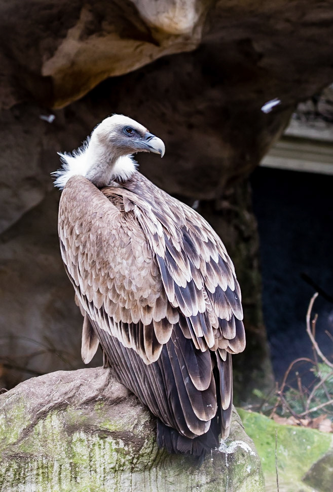 Photo by Rien Janssen (www.rienjanssen.com)