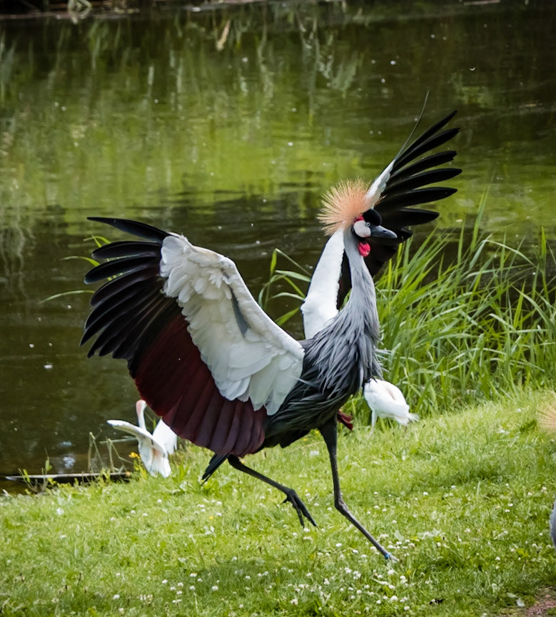 west african crowned crane or Balearica pavonina
