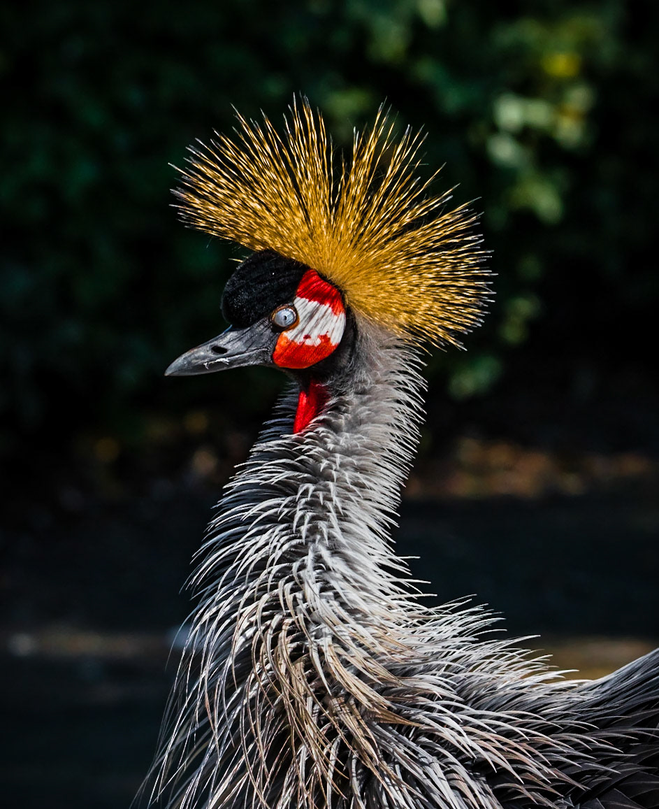 west african crowned crane or Balearica pavonina